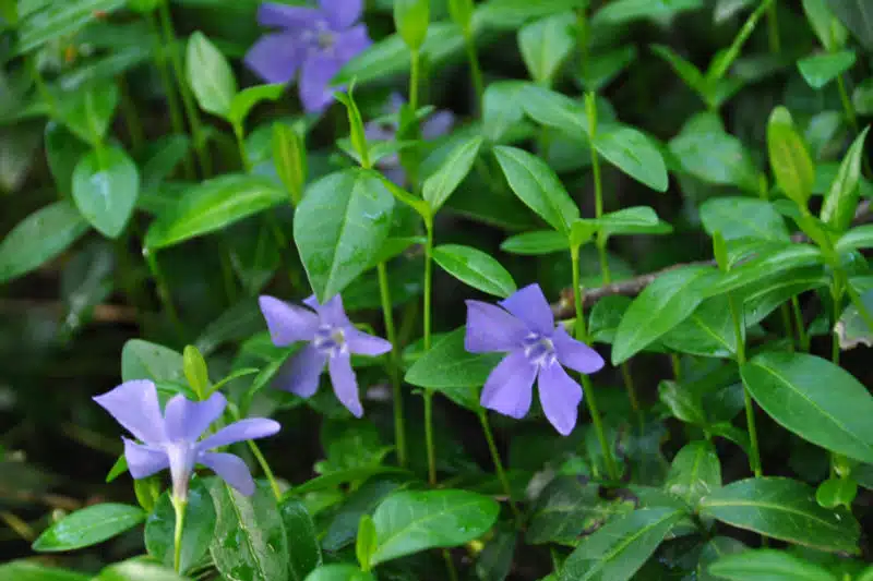 common periwinkle