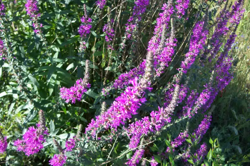 purple loosestrife