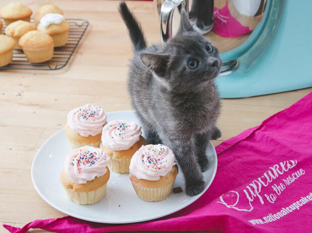 Cupcake Day Recipe: Peanut Butter and Jelly Cupcakes