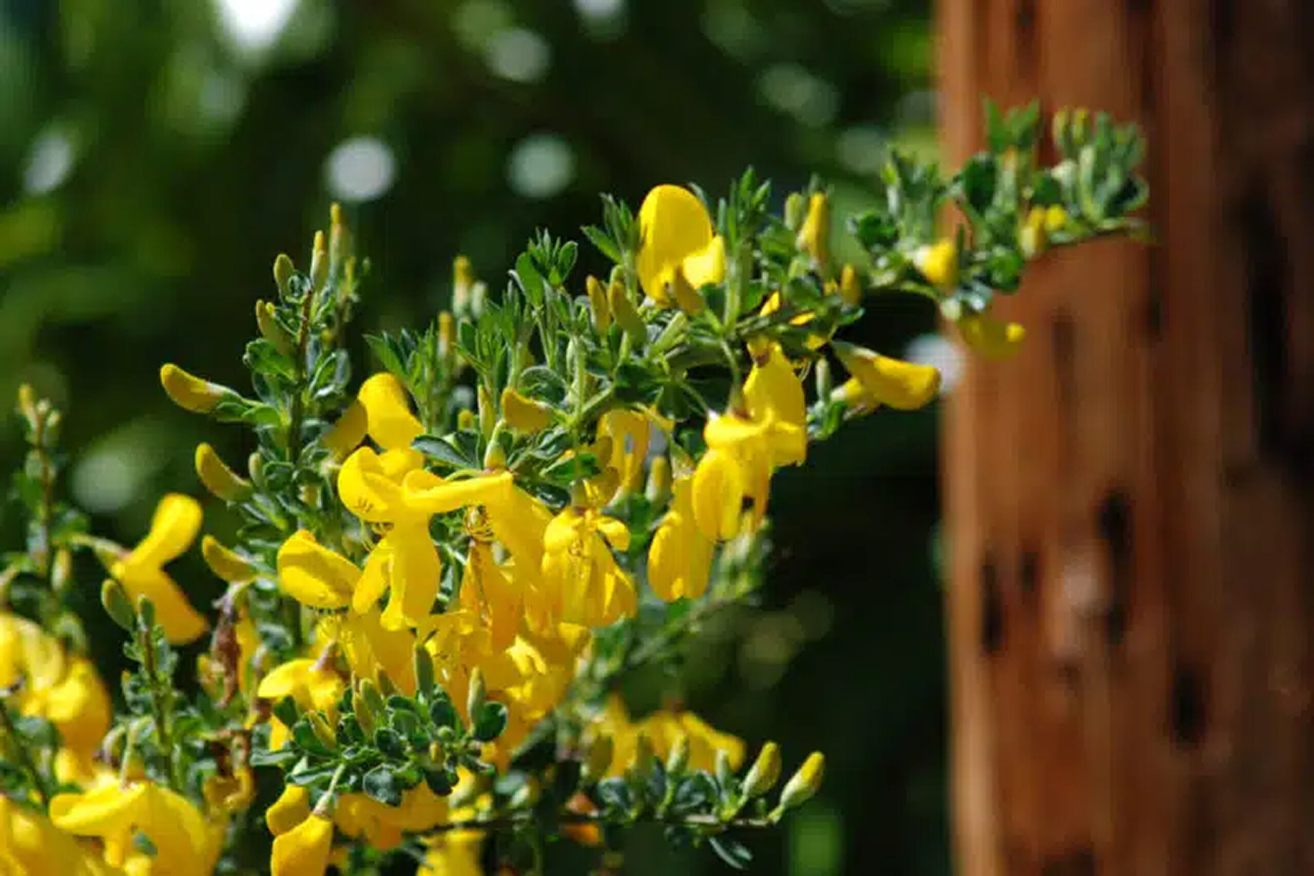 Scotch broom