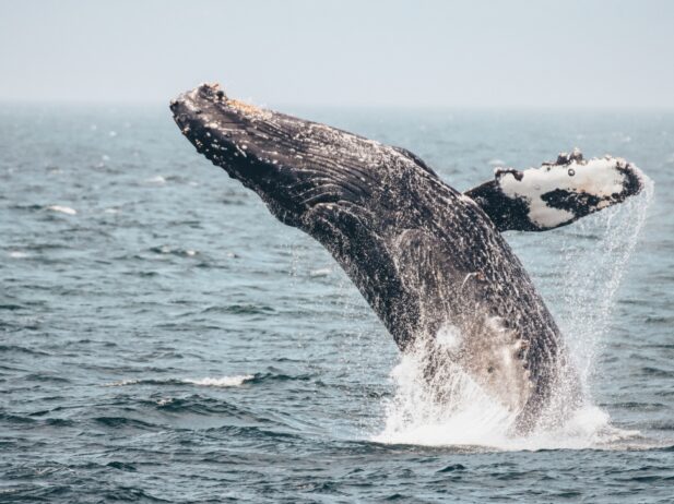 a wildlife humpback whale jumping halfway out the sea