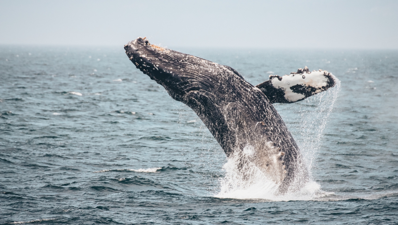 a wildlife humpback whale jumping halfway out the sea