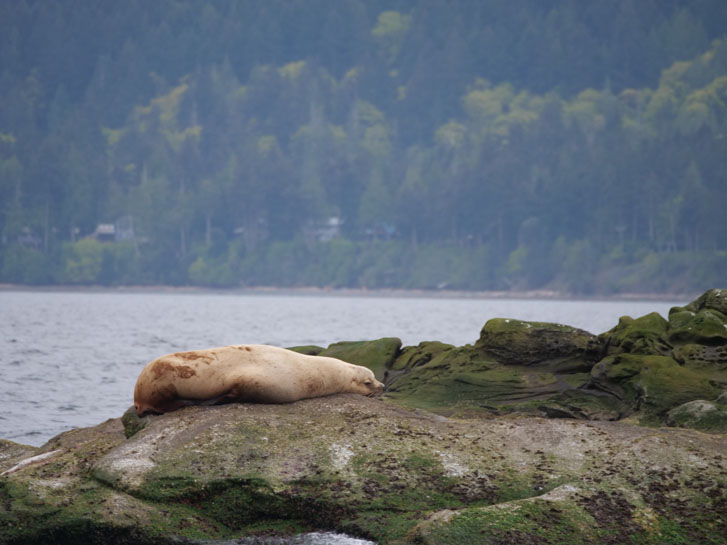 a Sealion sleeping on a seaside rock