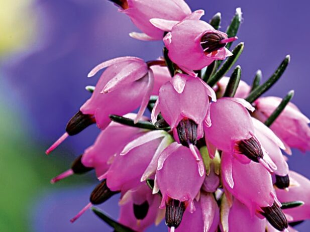 Spring Heath: Gorgeous Flowers with Minimal Effort