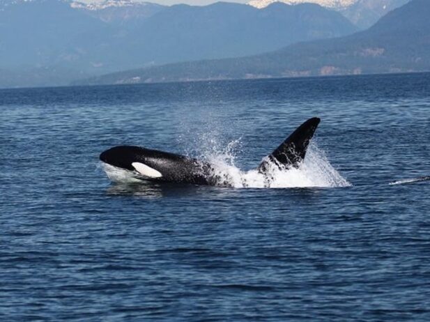 B.C. Bucket List: Summer Whale-Watching in Vancouver