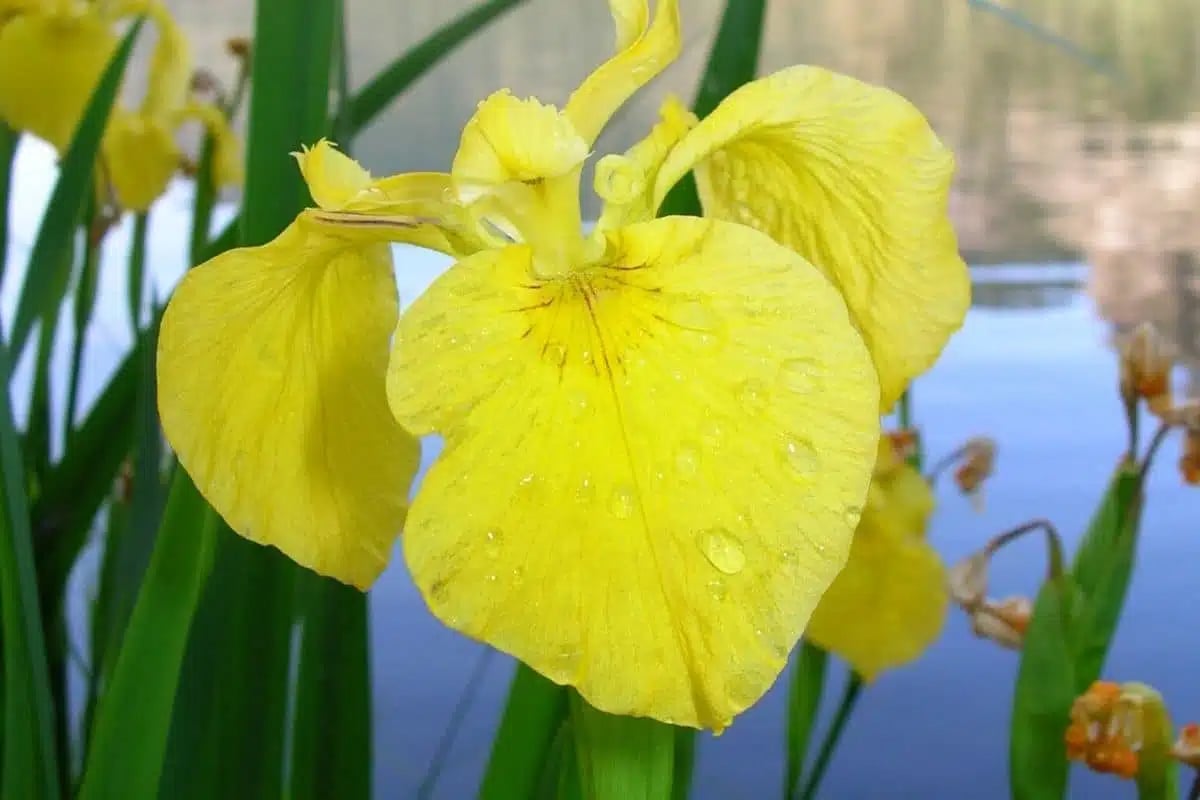 yellow flag iris