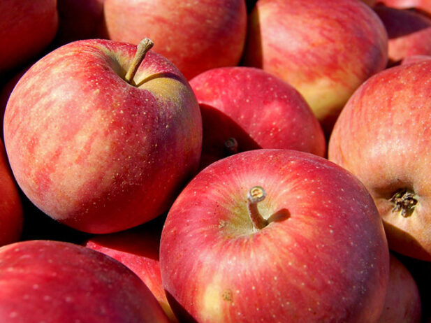 Fruit trees for a waterfront property