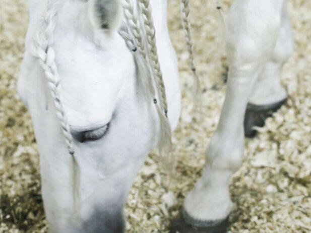 Under the Big Top of Cavalia’s Odysseo
