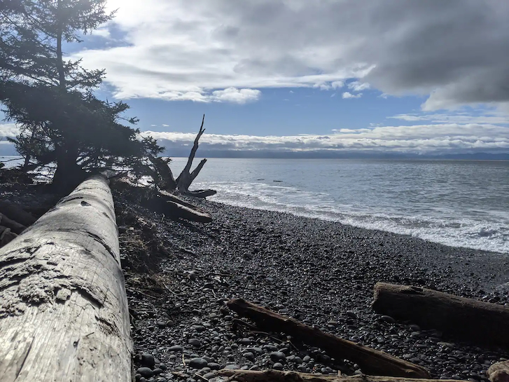 large wood on beach sand overlooking beach river