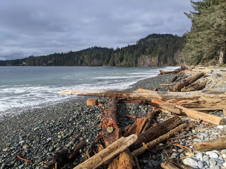 woods scattered across beach floor next to river