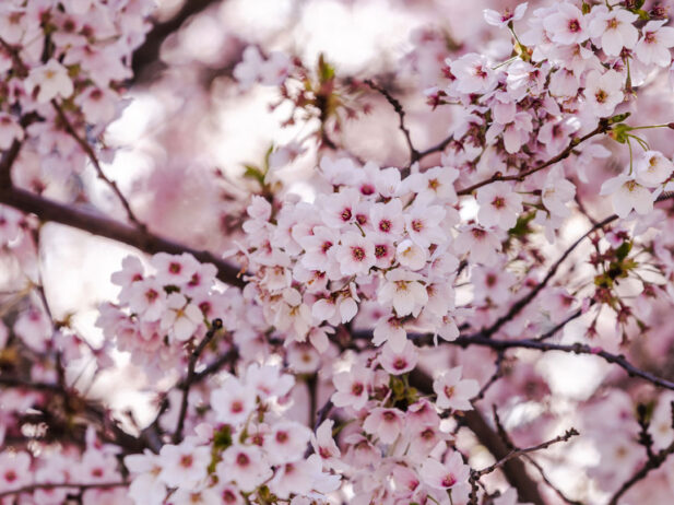 B.C. Bucket List: Vancouver’s Cherry Blossom Season