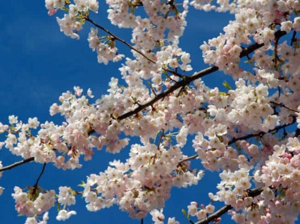Vancouver Adventures: Our Picks for March 28 to April 3