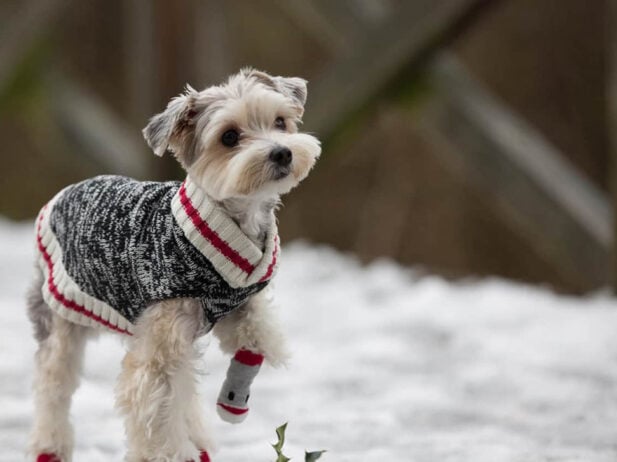 Gifts that Give Back for Pets and Pet Parents