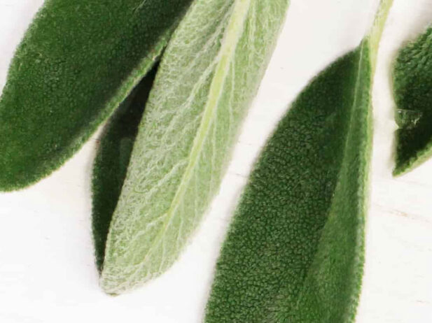 5 Fabulous Fall Eco-Beauty Finds
