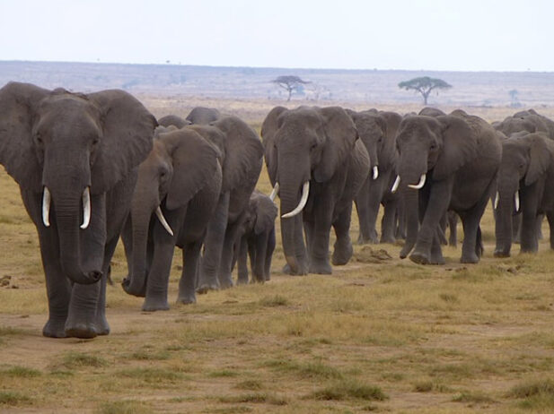An Animal Adventure in Africa