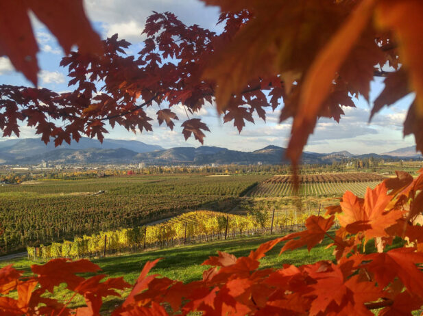 BC Wine 101: Fall 2022 Edition