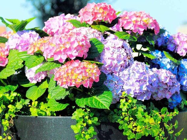 How to Care for Potted Hydrangeas in Winter