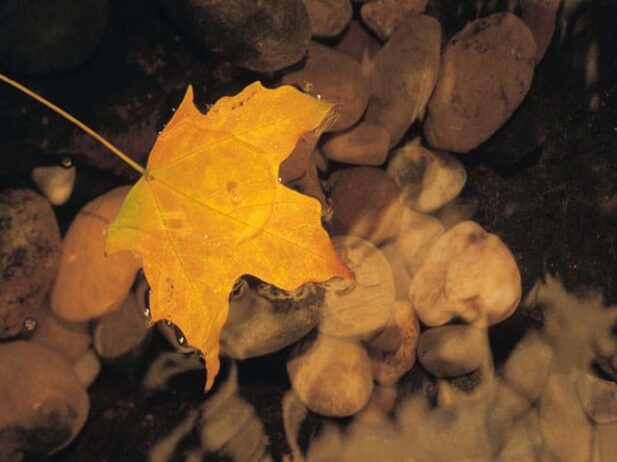 7 Must-do Fall Renovations