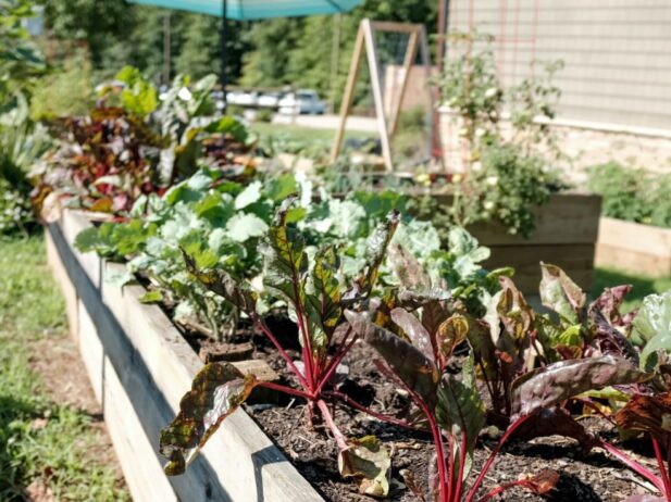 In the garden: September