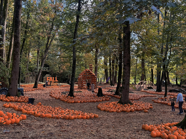 10 Pumpkin Patches and Festivals to Visit in Greater Vancouver in 2025
