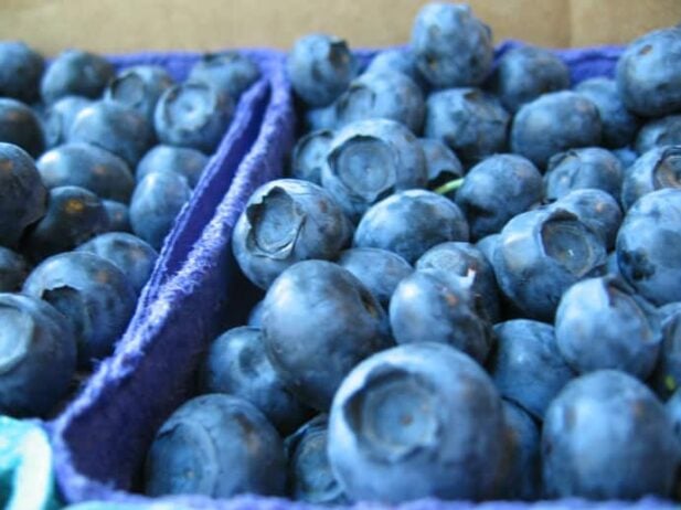 BC’s Best U-Pick Blueberry Farms