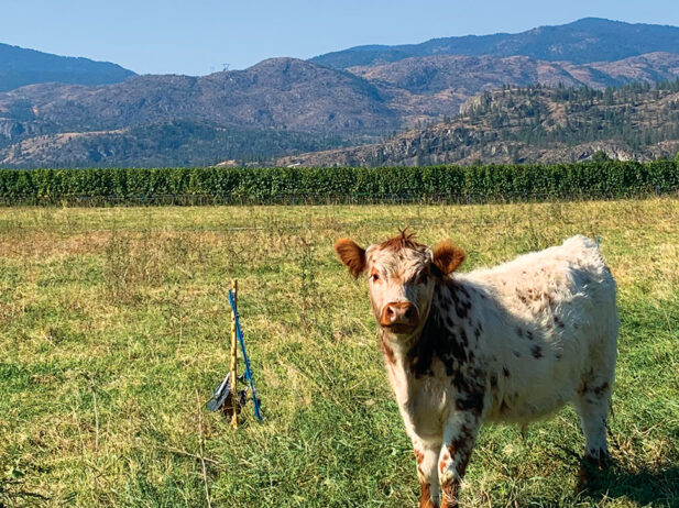 Local Summer Getaway: 3 Beautiful Okanagan Farm Tours