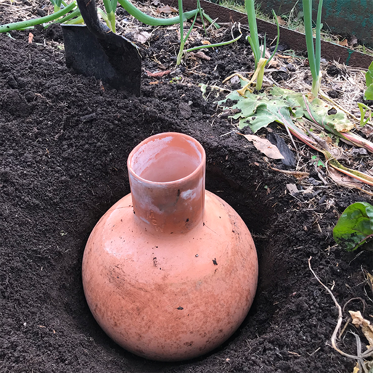 a terracotta clay olla in a hole in a garden