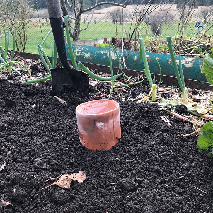 an olla buried in a garden bed