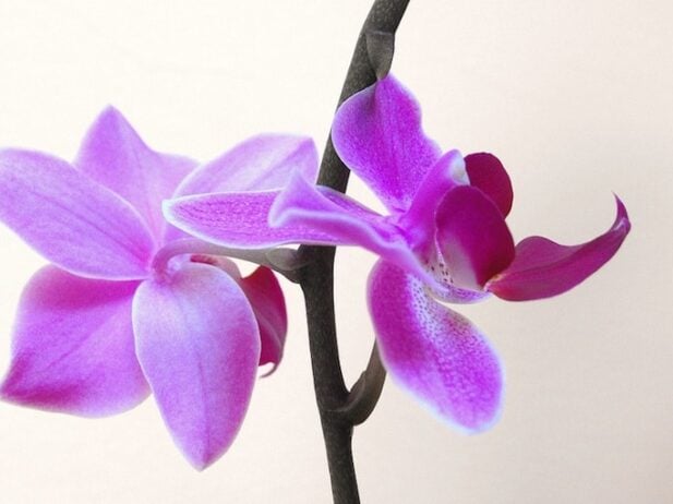 10 Ways to Wear Radiant Orchid, the Colour of the Year
