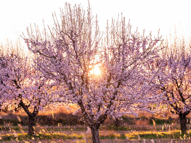 Nut Trees