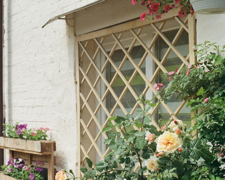 a trellis at a backyard with climbing flowers and plants growing beside it