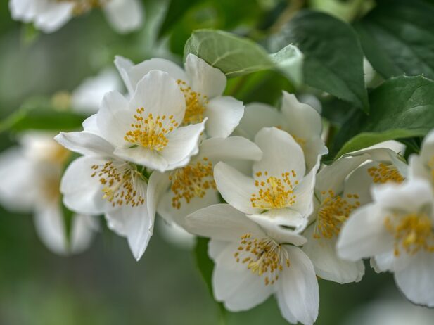 Mock Orange: B.C.’s Native Hydrangea