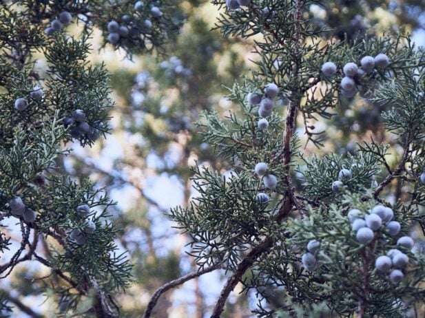 Juniper Tree Roots a Potential Problem?
