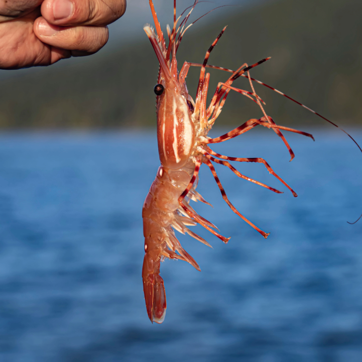 spot prawn caught off Bowen Island