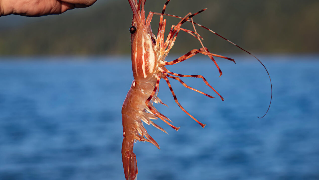 Spot prawn Caught In Bowen Island ,Bc,Canada