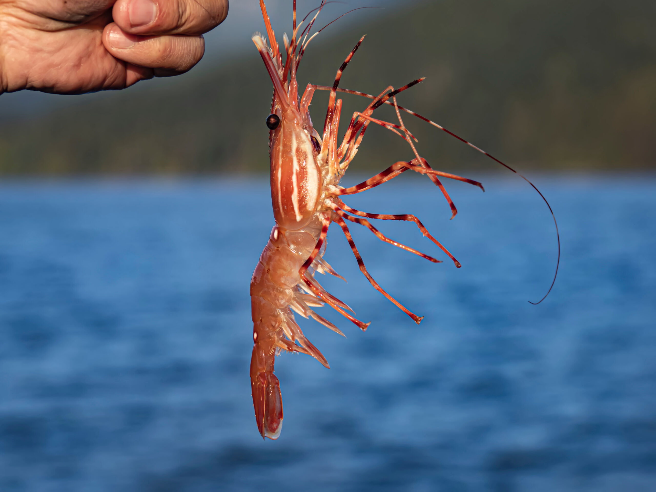 Spot prawn Caught In Bowen Island ,Bc,Canada