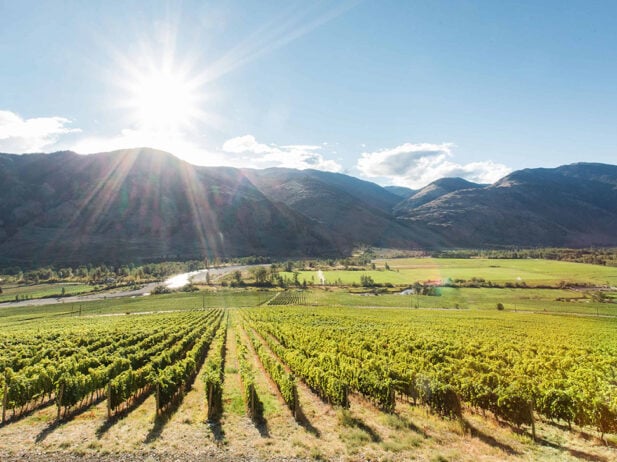 BC Wine 101: Spring 2019 Edition