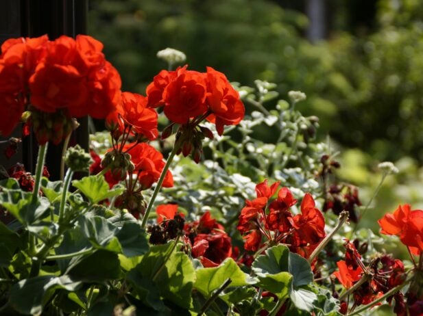 When to Start Your Summer Annuals in B.C.