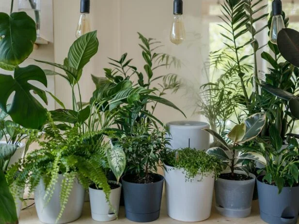 Easy Plant Care: Top 5 Plants to Neglect for Busy Plant Parents