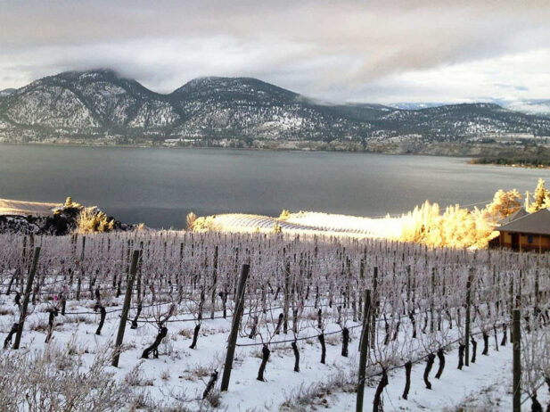 BC Wine 101: Winter 2020 Edition